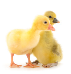 Two little gosling.