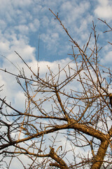 晴天の青空と雲と枯れた木