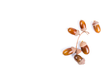 Ripe acorns isolated on  white background,place for text