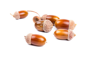 Ripe acorns isolated on  white background,place for text
