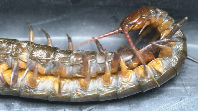 centipede beat and eat the rival,predatory animal.
