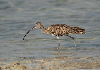 Portrait of a Eurasian curlew at Busiateen coast, Bahrain