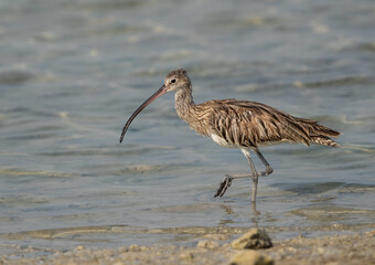 Eurasian curlew at Busiateen coast, Bahrain