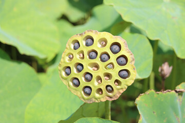栃木県真岡市堀内　ハス