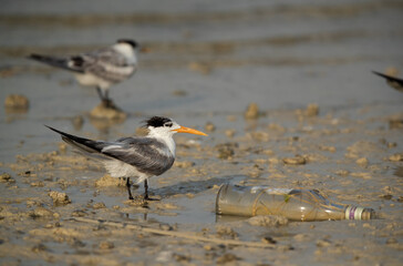 Greater Crested Terns at Busaiteen coast with a bottle dumped, Bahrain