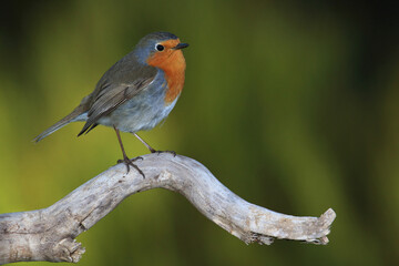 Erithacus Rubecula