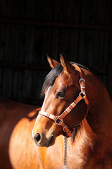American Quarter Horse Hengst