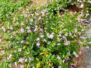 flowers in the garden