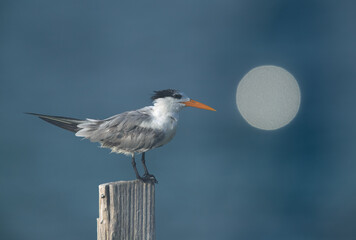 Greater Crested Tern perched on a wooden log with a round bokeh of light reflected from a building at the backdrop that resembles like moon, Bahrain