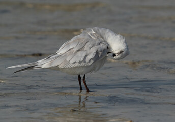 Gull-billed tern preening at Busaieen coast, Bahrain