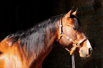 American Quarter Horse Hengst