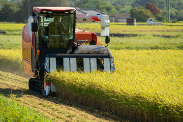 Photo of rice harvesting using a huge combine