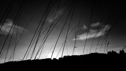 power lines at sunset © Marcin