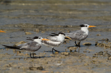 Greater Crested Terns at Busaiteen coast, Bahrain. Selective focus on the back