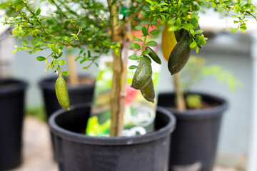 Australian Finger lime or Caviar Lime