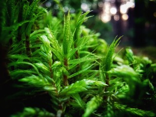 christmas tree branches
