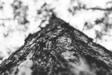 Baum und Borke