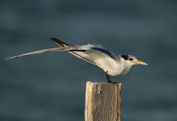 A Greater Crested Tern stretching its wing at Busaiteen coast, Bahrain