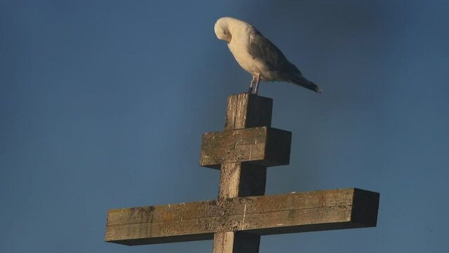 Great white seagull sits on the Orthodox cross