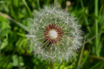 Dandelion seed head, partially dispersed and showing seed-root-base.