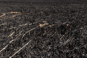 Scorched reed field. Consequences of careless handling of fire.