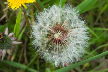 Dandelion seeds awaiting dispersal next to closed and fully open dandelion flowers.