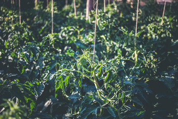 Homemade greenhouse with green unripe tomatoes. Home gardening concept.