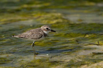 Greater sand plover on green at Busaiteen coast of Bahrain