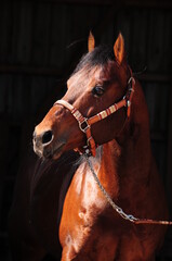 American Quarter Horse Hengst