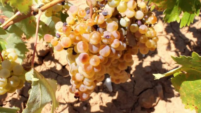 Ripe white wine grapes on vineyard in the outskirts of Athens in Attica, Greece.
