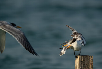 A Greater Crested Tern approcahing other at Busaiteen coast, Bahrain