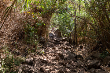 The path  through the thickets near the shallow mountain Jalaboun stream with crystal clear water and shores overgrown with trees and grass, flows in the Golan Heights in northern Israel