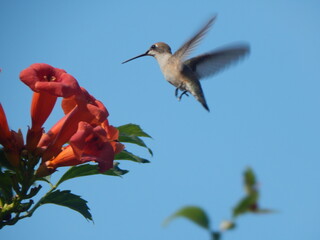 hummingbird in flight © Nancy