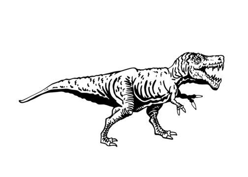 Vector tyrannosaurus isolated, graphical illustration of dinosaur