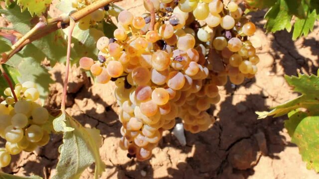 Ripe white wine grapes on vineyard in the outskirts of Athens in Attica, Greece.