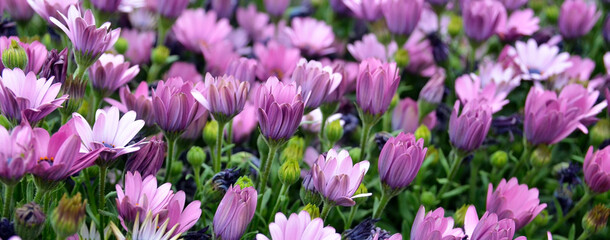 Osteospermum ecklonis(Cape Marguerite, Dimorphotheca).Purple Cape daisy flowers as a natural floral background.Selective focus.