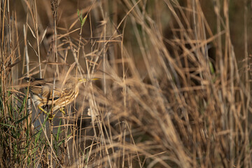 Fototapeta premium Little Bittern inside the reeds at Asker marsh, Bahrain