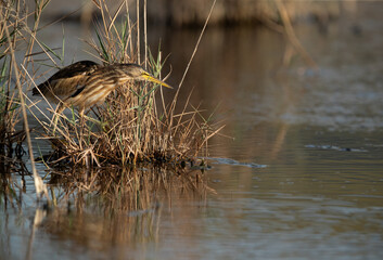 Little Bittern ready for fishing at Asker marsh, Bahrain