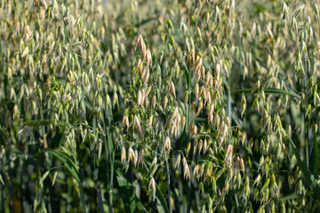 Fototapeta na wymiar Close up of oat plants, also called Avena sativa or Hafer