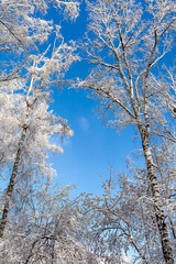 Winter Nature Landscape