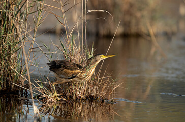 Little Bittern ready to fly at Asker marsh, Bahrain