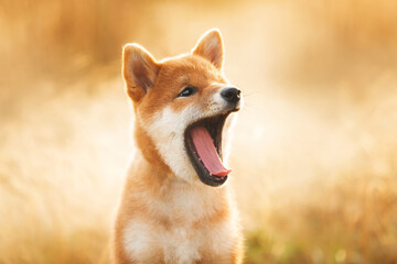 Naklejka na ściany i meble Funny Red Shiba Inu Puppy Dog Sitting outdoors in the grass at golden sunset. Cute shiba inu dog