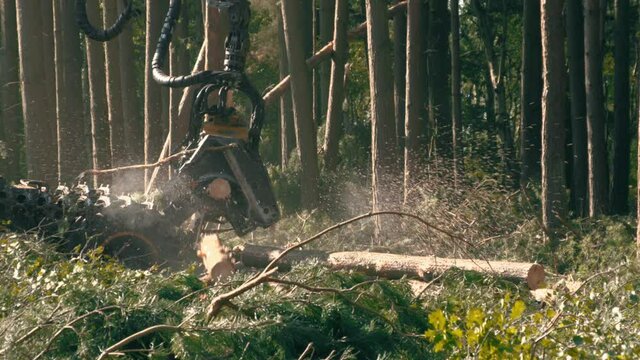 Logging in a pine forest with industrial harvesting machines