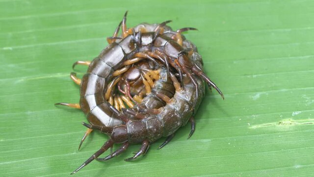 centipede beat and eat the rival on green banana leaf background, predatory animal