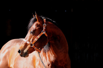 American Quarter Horse Hengst