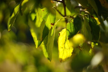 green and yellow leaves on a branch of an apple tree