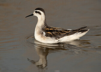 Red-necked phalarope swimming at Asker Marsh, Bahrain