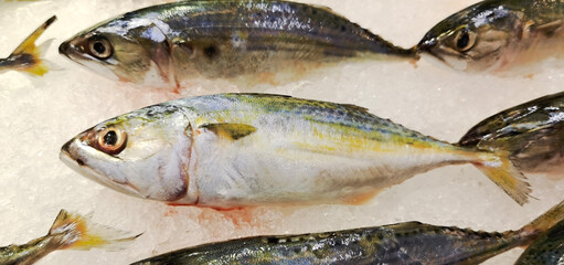 Frozen mackerel is a source of protein