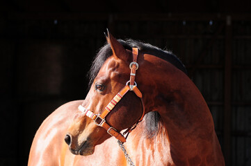 American Quarter Horse Hengst