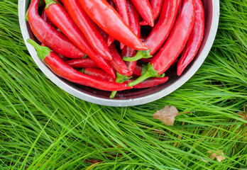 Lots of fresh red hot chili peppers in a metal cup on green grass. copy space